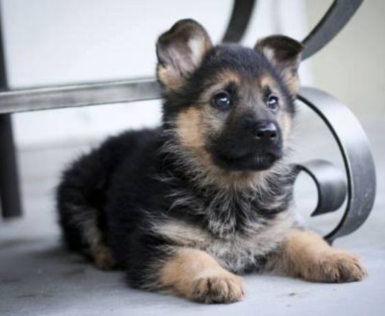 German Shepherd